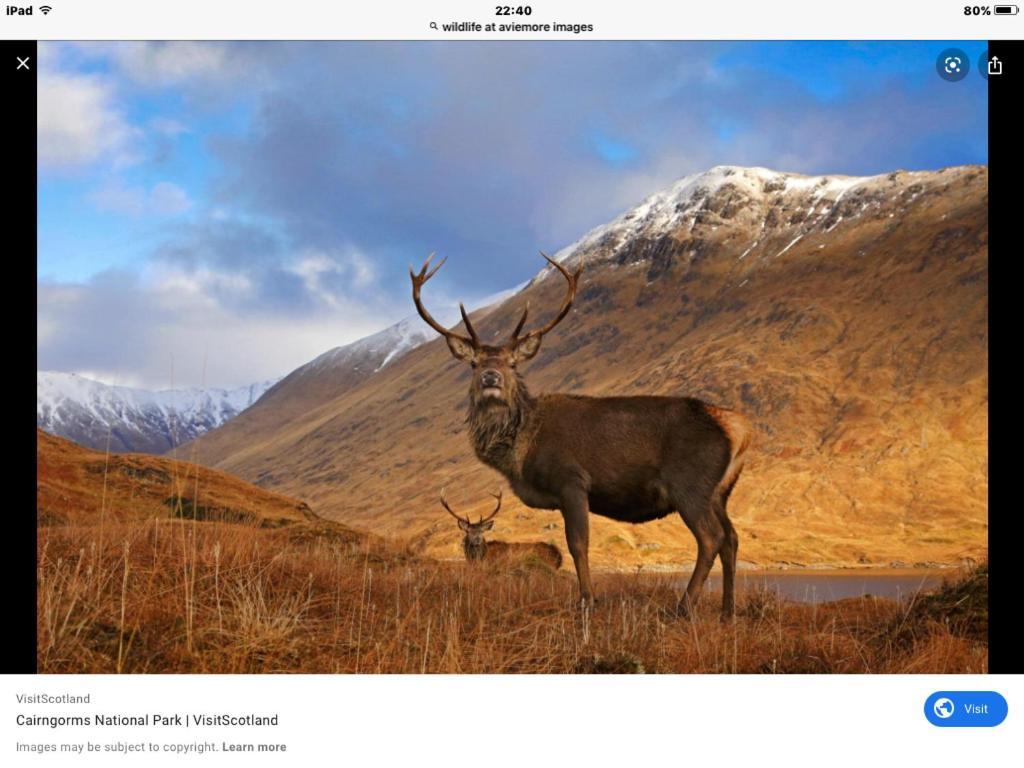 The Monarch Lodge ,Aviemore Holiday Park מראה חיצוני תמונה